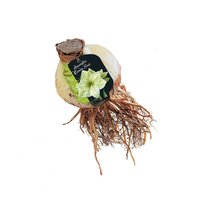 Amaryllis lemon star steeketiket