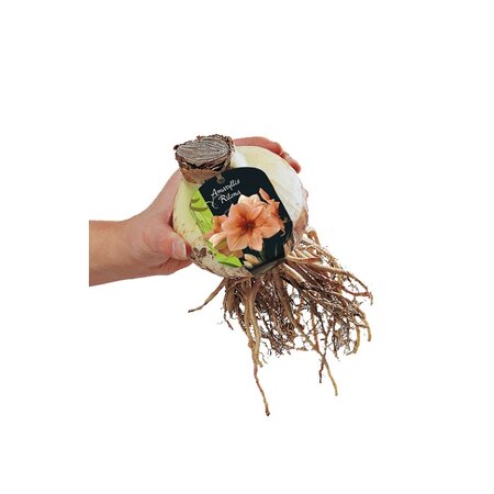 Amaryllis rilona steeketiket