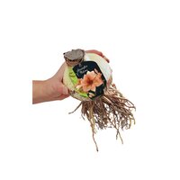 Amaryllis rilona steeketiket