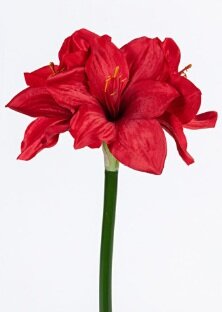 Amaryllissteel l40cm rood