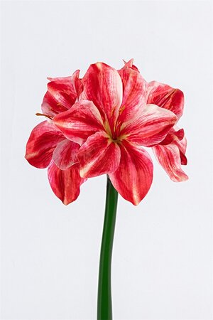Amaryllissteel l40cm rood/wit