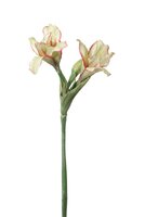 Amaryllissteel l70cm creme/roze