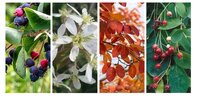 Amelanchier lamarckii