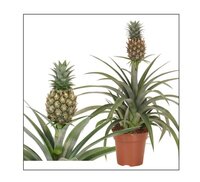 Ananas  'Mi Amigo'