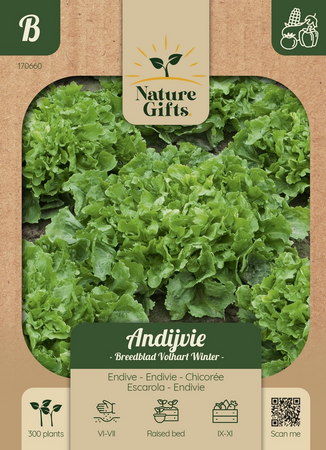 Andijvie escariol groen 300st