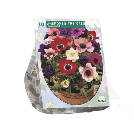 Anemone de caen mix 30st