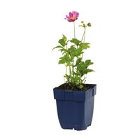 Anemone hup. 'Emmy Pink Blush'