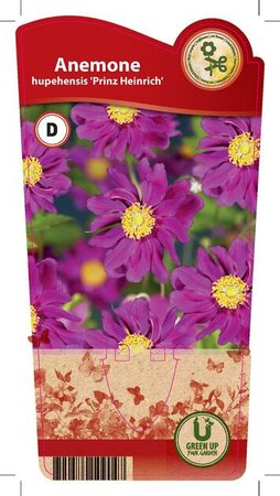 Anemone hup. 'Prinz Heinrich'