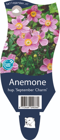 Anemone hup. 'September Charm'