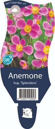 Anemone hup. 'Splendens'