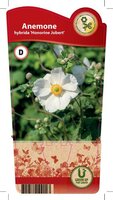 Anemone hyb. 'Honorine Jobert'
