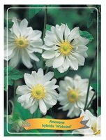 Anemone hyb. 'Whirlwind'