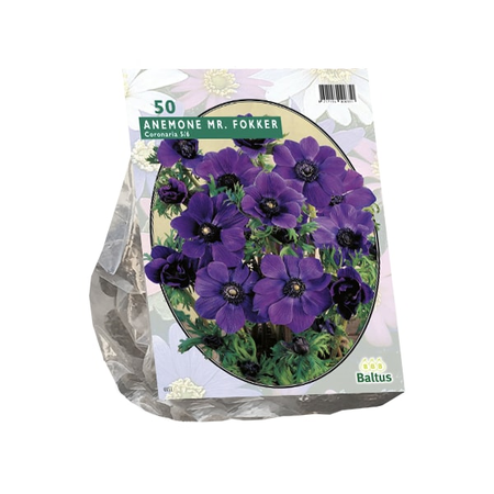 Anemone mr. fokker 50st
