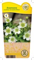 Anemone mul. 'Annabelle White'