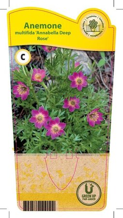 Anemone mul. 'Annebelle Deep Rose'