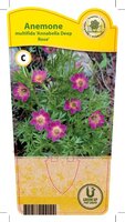 Anemone mul. 'Annebelle Deep Rose'