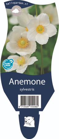 Anemone sylvestris P11