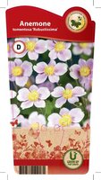 Anemone tom. 'Robustissima'