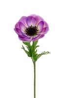 Anemoonsteel l45cm lila