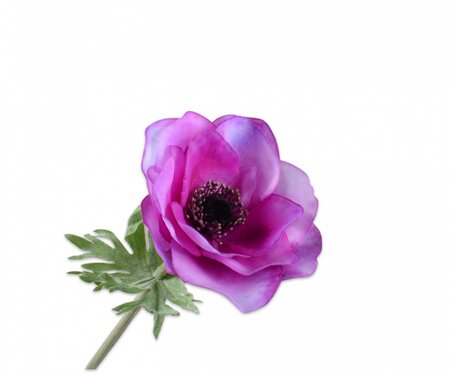 Anemoonsteel l53cm blauw