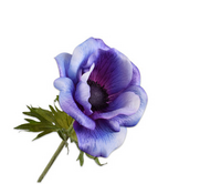 Anemoonsteel l61cm blauw