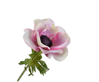 Anemoonsteel l61cm creme/roze