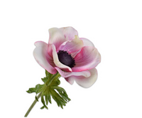 Anemoonsteel l61cm creme/roze
