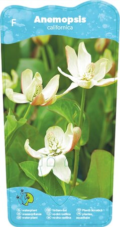 Anemopsis californica - afbeelding 1