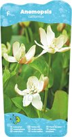 Anemopsis californica