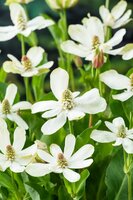 Anemopsis californica - afbeelding 2