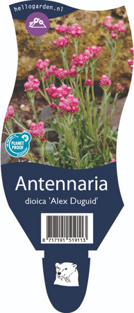 Antennaria dioica 'Alex Duguid'