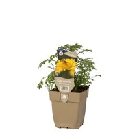 Anthemis tinctoria