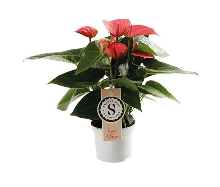 Anthurium andr. 'Pink Champion'