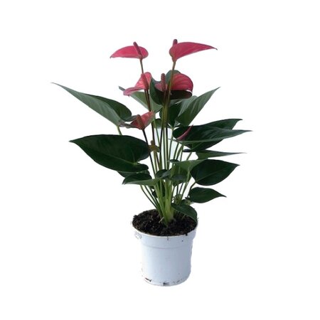 Anthurium andr. 'Pink Champion' pot 12 cm