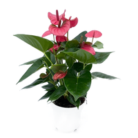 Anthurium andr. 'Pink Champion' pot 14 cm