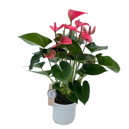 Anthurium andr. 'Pink Champion' pot 17cm