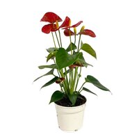 Anthurium andr. 'Red Champion' pot 12cm