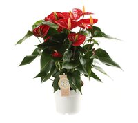 Anthurium andr. 'Red Champion' pot 14cm