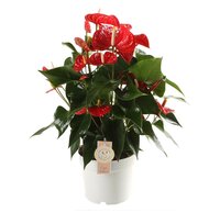 Anthurium andr. 'Red Champion' pot 17cm