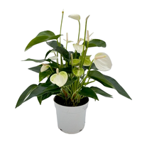 Anthurium andr. 'White Champion' pot 12 cm - afbeelding 1
