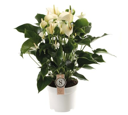 Anthurium andr. 'White Champion' pot 17 cm