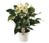 Anthurium andr. 'White Champion' pot 17 cm