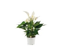 Anthurium 'Banderola Cava'