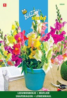 Antirrhinum majus nanum 0.5gram - afbeelding 4