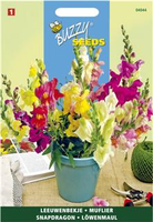Antirrhinum majus nanum 0.5gram - afbeelding 5