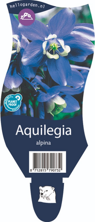 Aquilegia alpina
