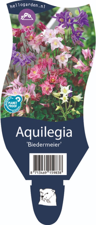 Aquilegia Biedermeier P11