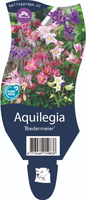 Aquilegia Biedermeier P11