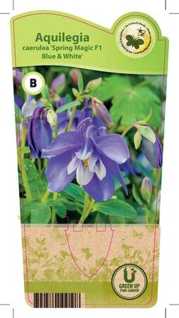Aquilegia c. 'Spring M.Blue and Wh'