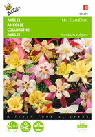 Aquilegia hybrida mrs scott el 0.5gram